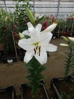 [4618 VZ H08 4525-01 No01.JPG]